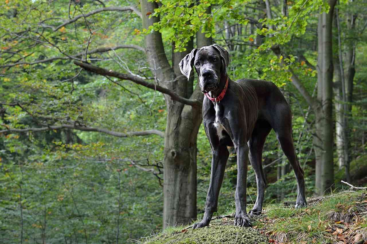 немецкий дог с красным ошейником, гулящий в парке — рейтинг лучших собак для квартиры sova.live